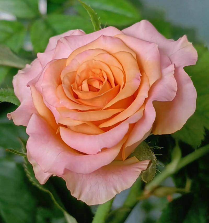 月季花的传统寓意有哪些？月季在花语中代表什么？