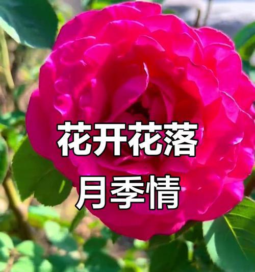 月季花的传统寓意有哪些？月季在花语中代表什么？