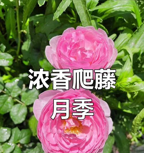 月季花的传统寓意有哪些？月季在花语中代表什么？