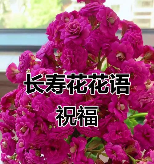 鲜花祝福的花语是什么？如何通过鲜花表达祝福？
