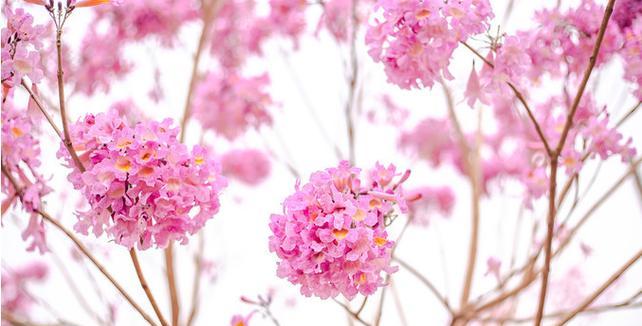 粉色风铃花的花语是什么？风铃花的含义有哪些？