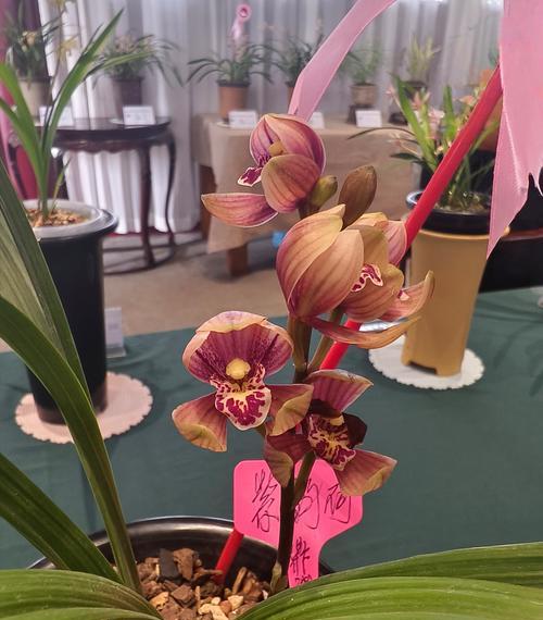 兰色花的寓意是什么？兰色花在文化中象征什么？