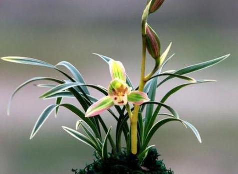 兰色花的寓意是什么？兰色花在文化中象征什么？