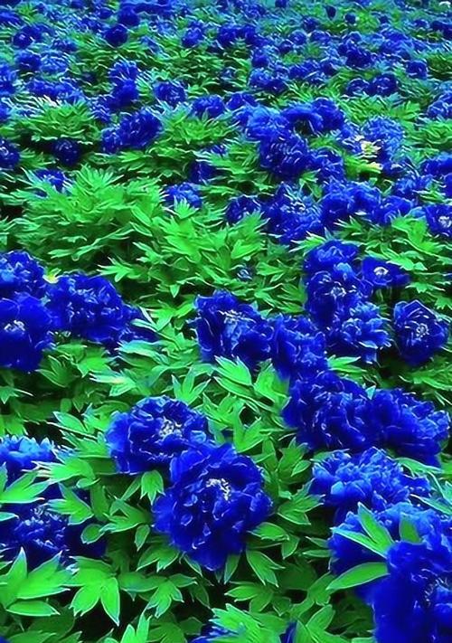 蓝色月季花象征着什么？