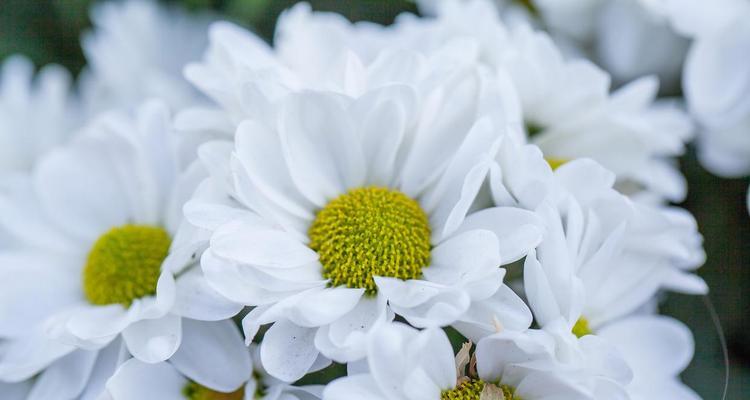 白色花系有哪些寓意？白色花象征着什么？