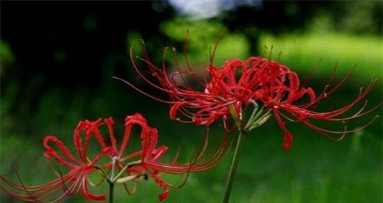 绿色彼岸花代表什么？它的花语有何深意？