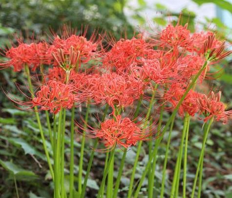绿色彼岸花代表什么？它的花语有何深意？