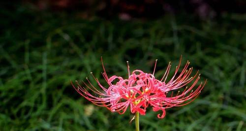 绿色彼岸花代表什么？它的花语有何深意？