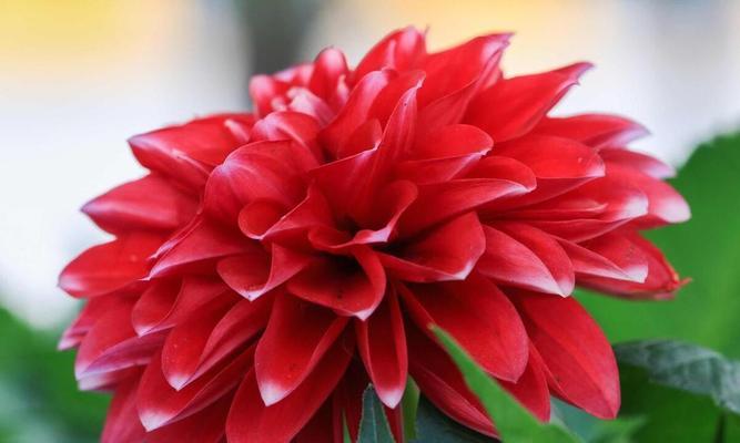 哪种花象征发财和好运？它的花语是什么？