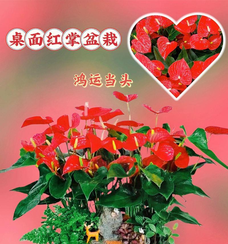 哪种花象征发财和好运？它的花语是什么？