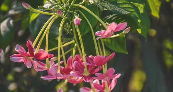 使军子花象征健康吗？它的寓意是什么？