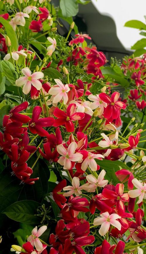 使军子花象征健康吗？它的寓意是什么？