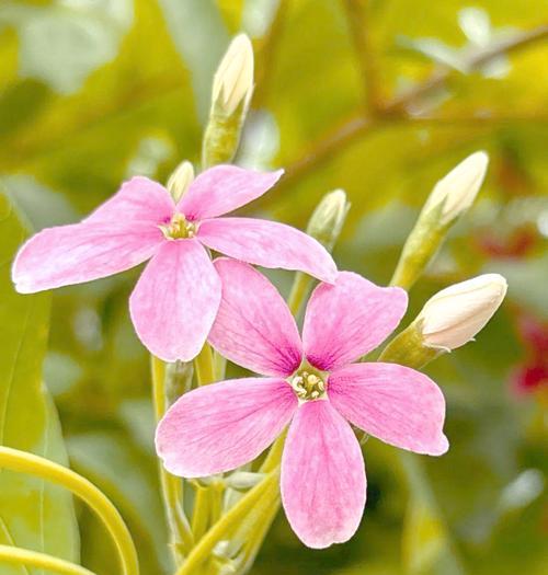 使军子花象征健康吗？它的寓意是什么？