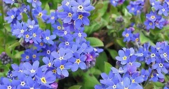 运动员爱情的花语代表是什么？