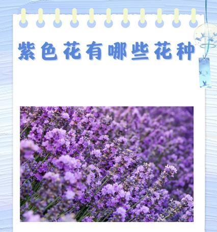 花的颜色与含义有什么关系？