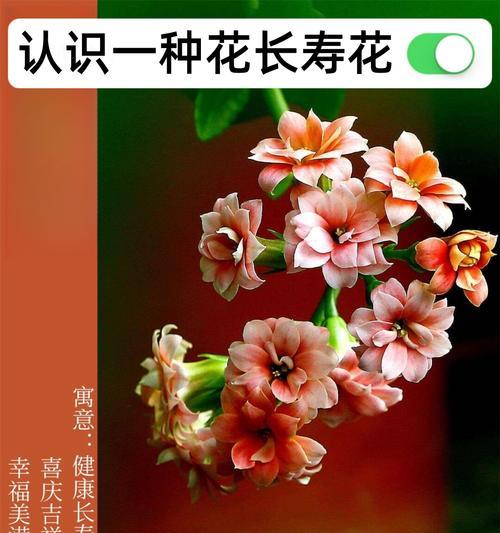 花的颜色与含义有什么关系？