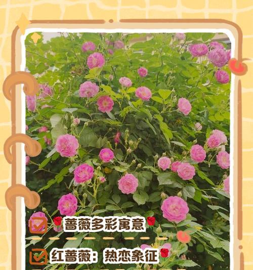 花的颜色与含义有什么关系？