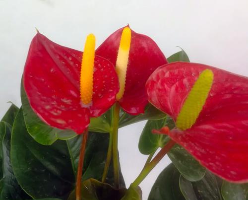 过节时寓意好的花有哪些？它们各自代表什么？