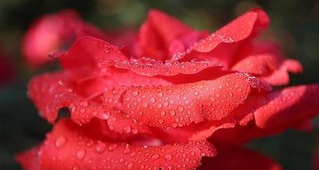 水红色玫瑰花代表什么？它的寓意有哪些？