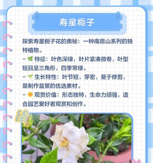 栀子花有几种颜色？它们各自的寓意是什么？