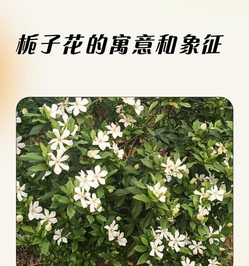 栀子花有几种颜色？它们各自的寓意是什么？
