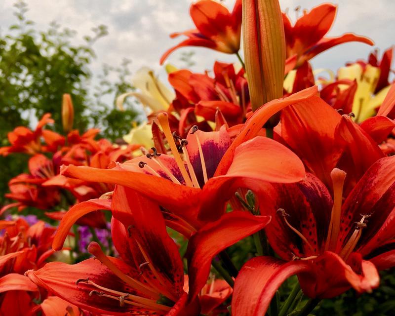 寓意代表祝福的花有哪些？这些花的花语是什么？