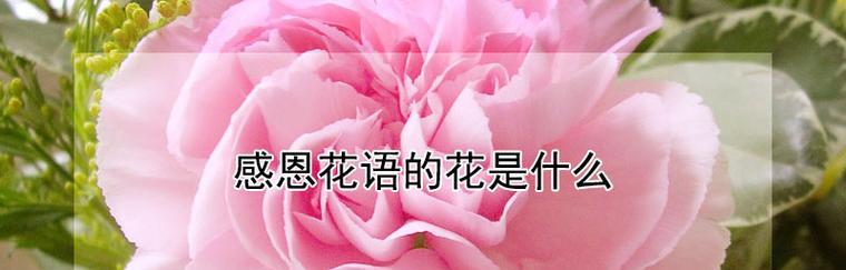 寓意代表祝福的花有哪些？这些花的花语是什么？