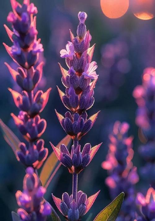 哪种花寓意爱情顺利？它的花语是什么？