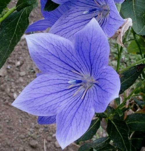 哪种花寓意爱情顺利？它的花语是什么？