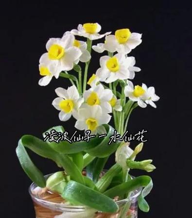 桃花节几个寓意好的花是什么？桃花节中吉祥花卉的选择有哪些？