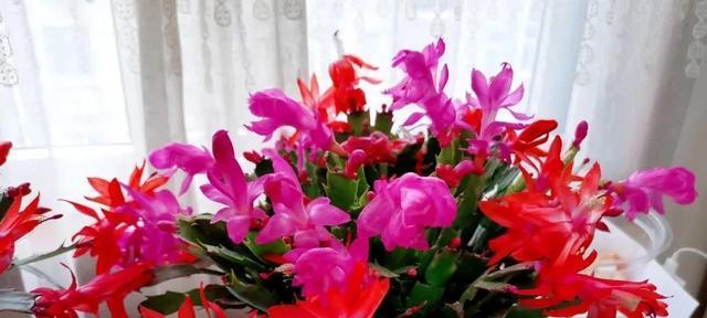 桃花节几个寓意好的花是什么？桃花节中吉祥花卉的选择有哪些？