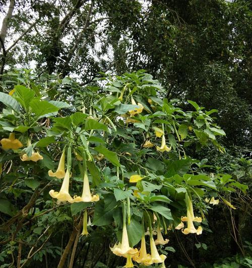 黄色曼陀罗花代表什么？它的花语有哪些含义？