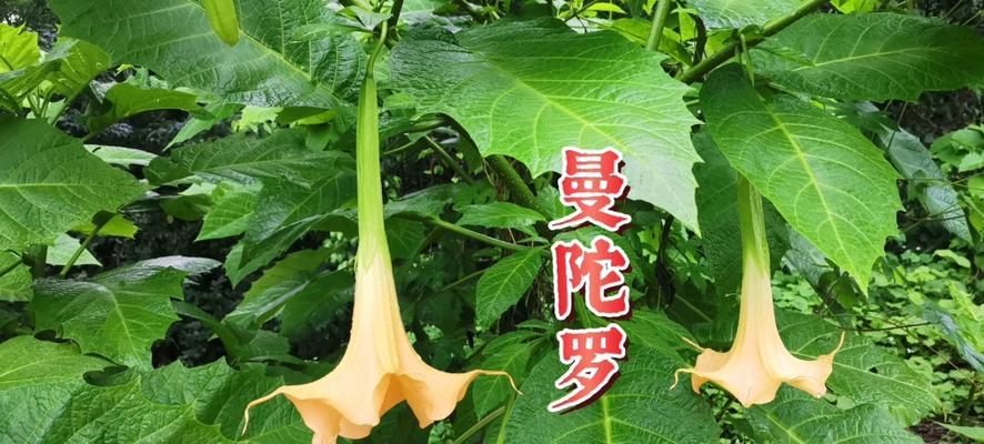 黄色曼陀罗花代表什么？它的花语有哪些含义？