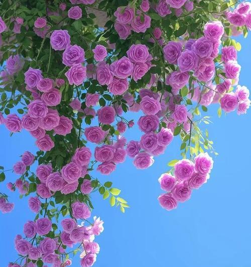 哪些花象征幸福和忠诚？感恩的花有哪些？