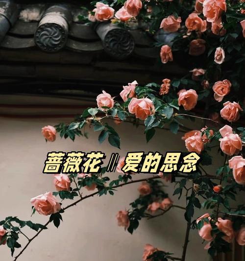 哪些花象征着爱情？这些象征爱情的花朵有何寓意？