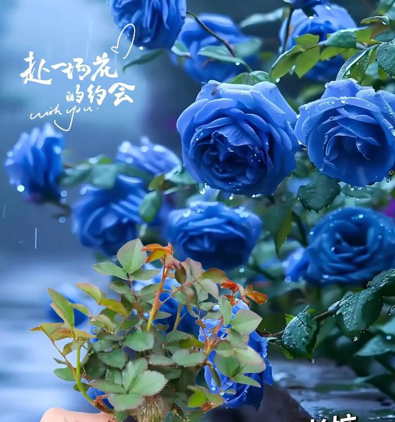 蓝色玫瑰花的培养方法和意义是什么？