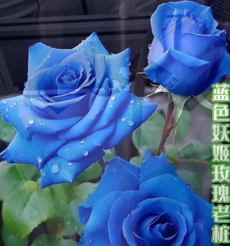 蓝色玫瑰花的培养方法和意义是什么？