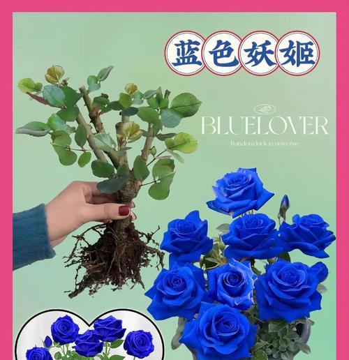 蓝色玫瑰花的培养方法和意义是什么？