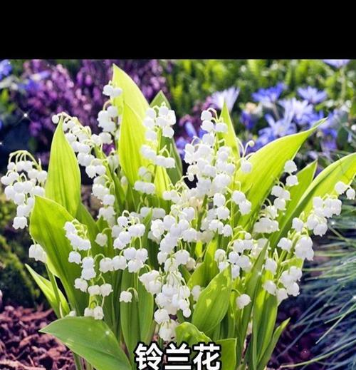 哪些花寓意幸福？幸福的花语有哪些？