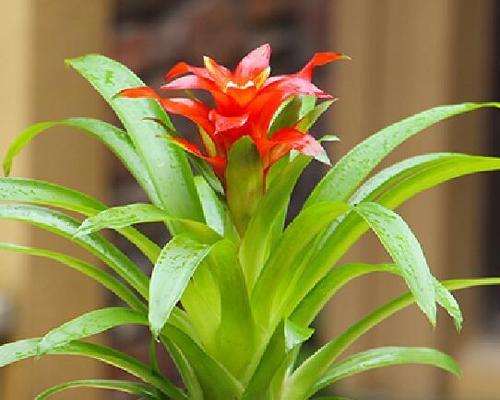 福星花有何寓意？老人为何要送孩子这种花？