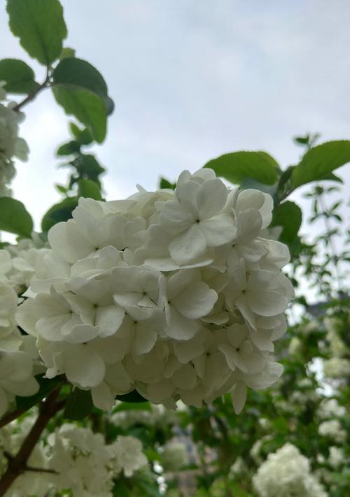 纯白色花象征什么？送人有何含义？