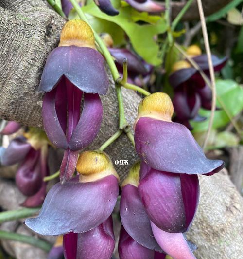 紫色海芋花的花语和寓意是什么？