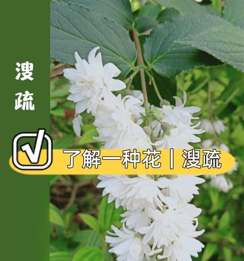 三色花的意义是什么？三色花在花语中的象征意义是什么？
