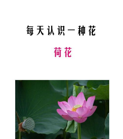 花在传统文化中象征什么？它们代表了哪些意义？