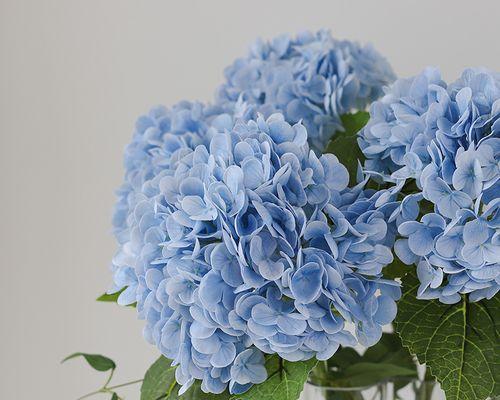蓝色绣球花的含义是什么？蓝色绣球花在送礼中的象征意义是什么？