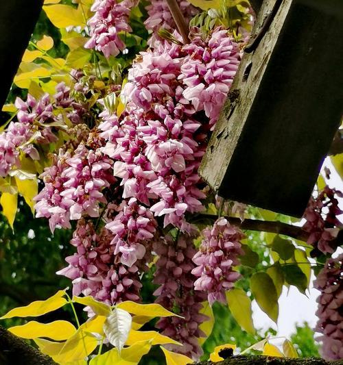 狮子象征的花是什么颜色？