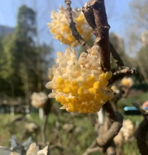 爱情长久的花网名是什么？寓意爱情长久的花有哪些？