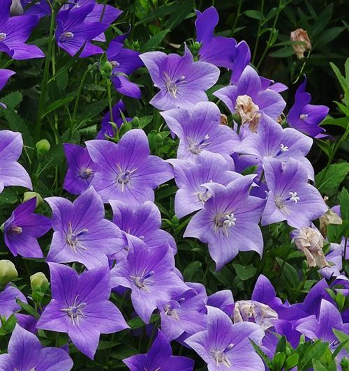 紫色花代表什么？紫色花的寓意是等待重逢吗？