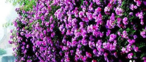 紫色花代表什么？紫色花的寓意是等待重逢吗？