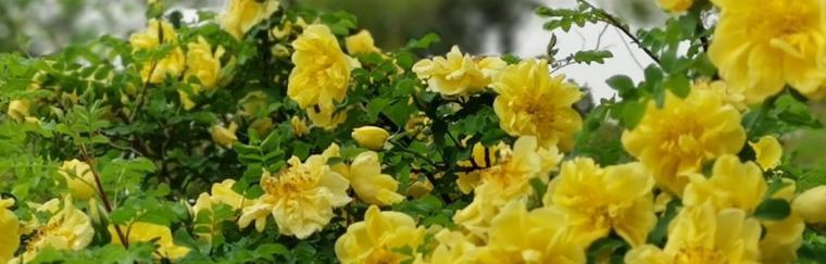 指节花语特效有何含义？